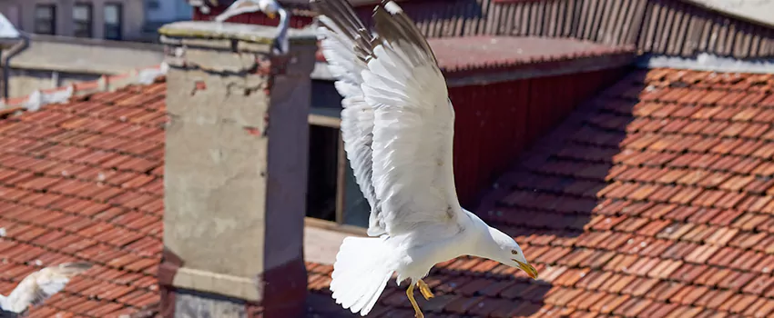 Residential Chimney Animal Removal Solution in Mishawaka, IN
