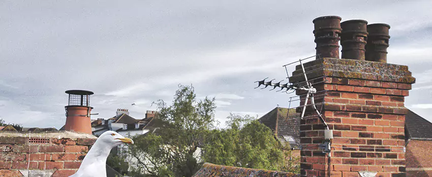 Chimney Cleaning And Restoration in Mishawaka, Indiana